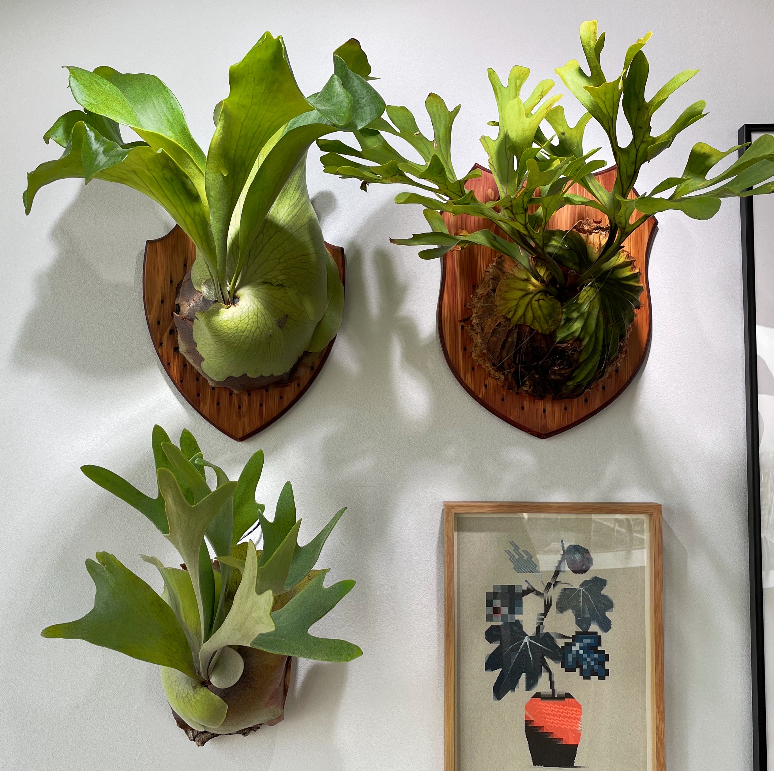 板付けしたビカクシダ